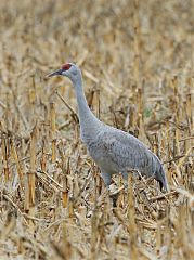 Sandhill Crane